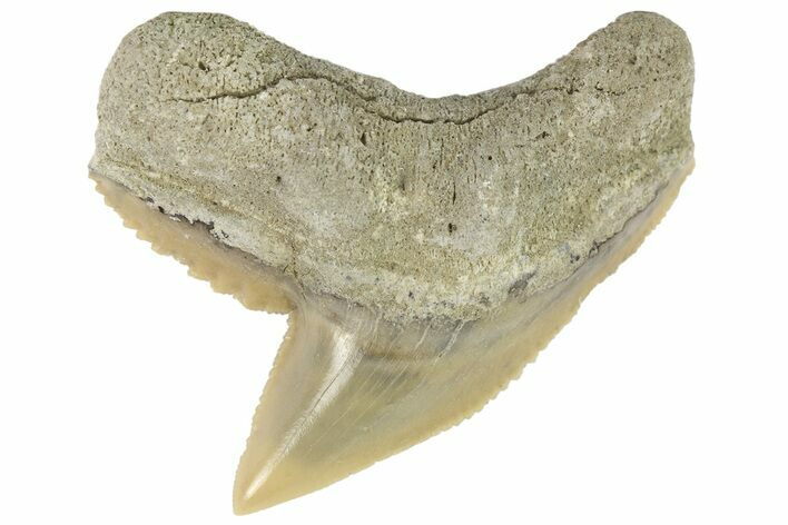 Fossil Tiger Shark (Galeocerdo) Tooth - Aurora, NC #179022